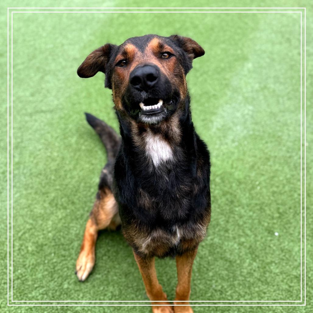 Enlarge Chester, a Adoptable mixed breed in Upland, CA image 4/6