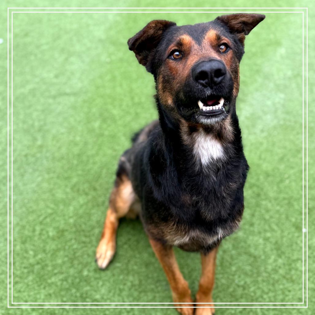 Enlarge Chester, a Adoptable mixed breed in Upland, CA image 5/6