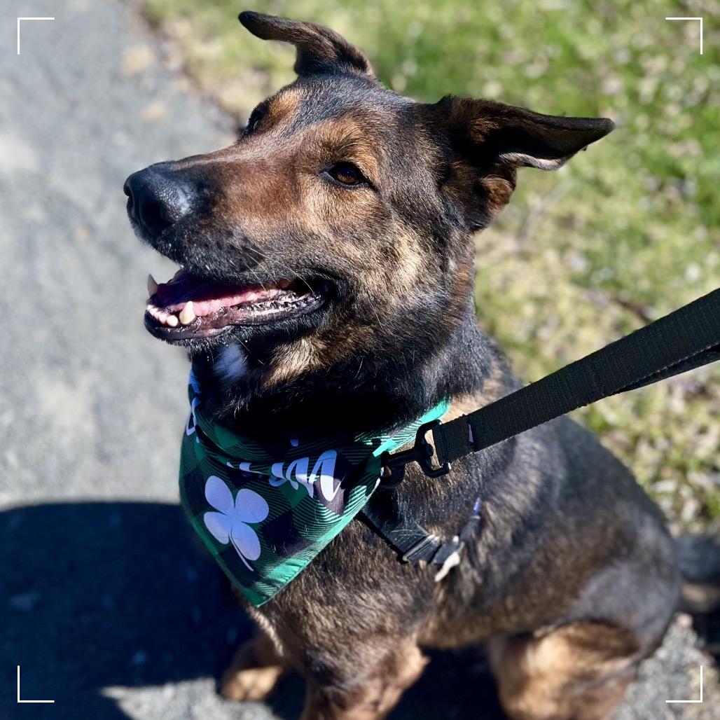 Enlarge Chester, a Adoptable mixed breed in Upland, CA image 6/6