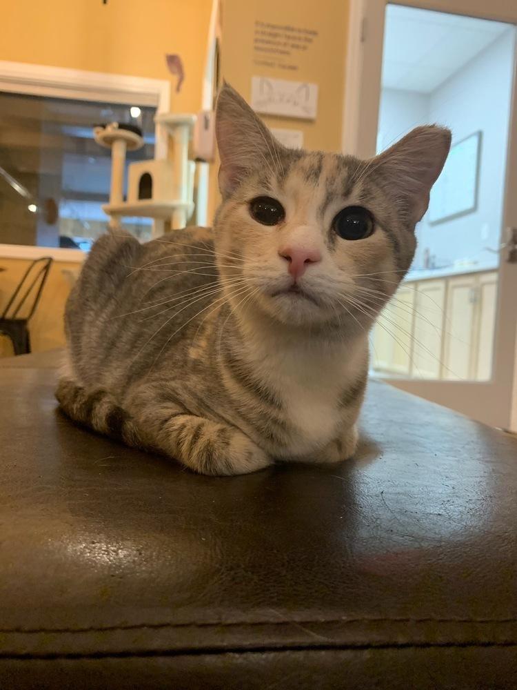 Enlarge Shannon, a Adoptable Domestic Short Hair in Huntington, NY image 3/4