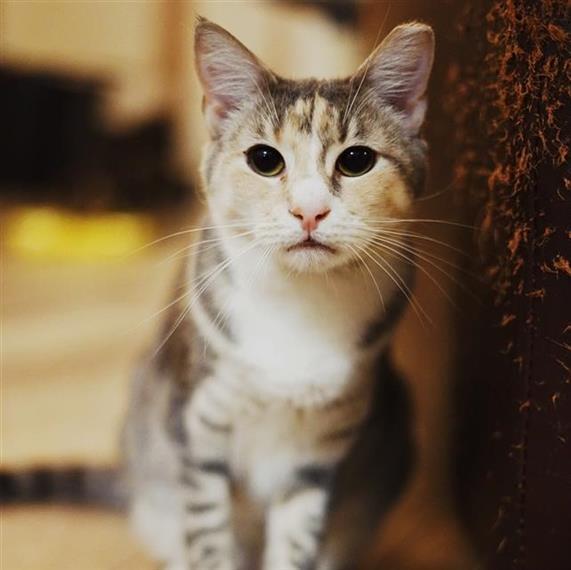 Enlarge Shannon, a Adoptable Domestic Short Hair in Huntington, NY image 4/4