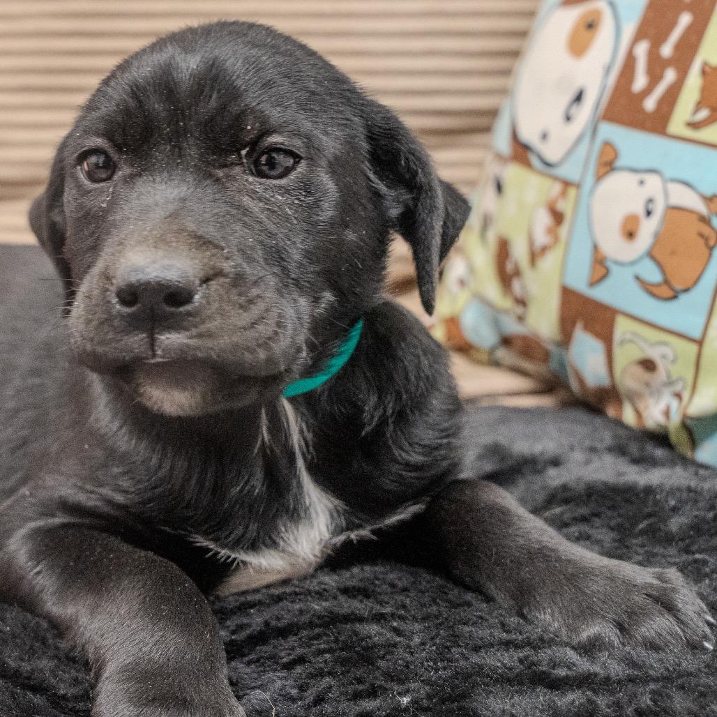Almond, Adoptable, Puppy Female Wirehaired Terrier & Labrador Retriever.