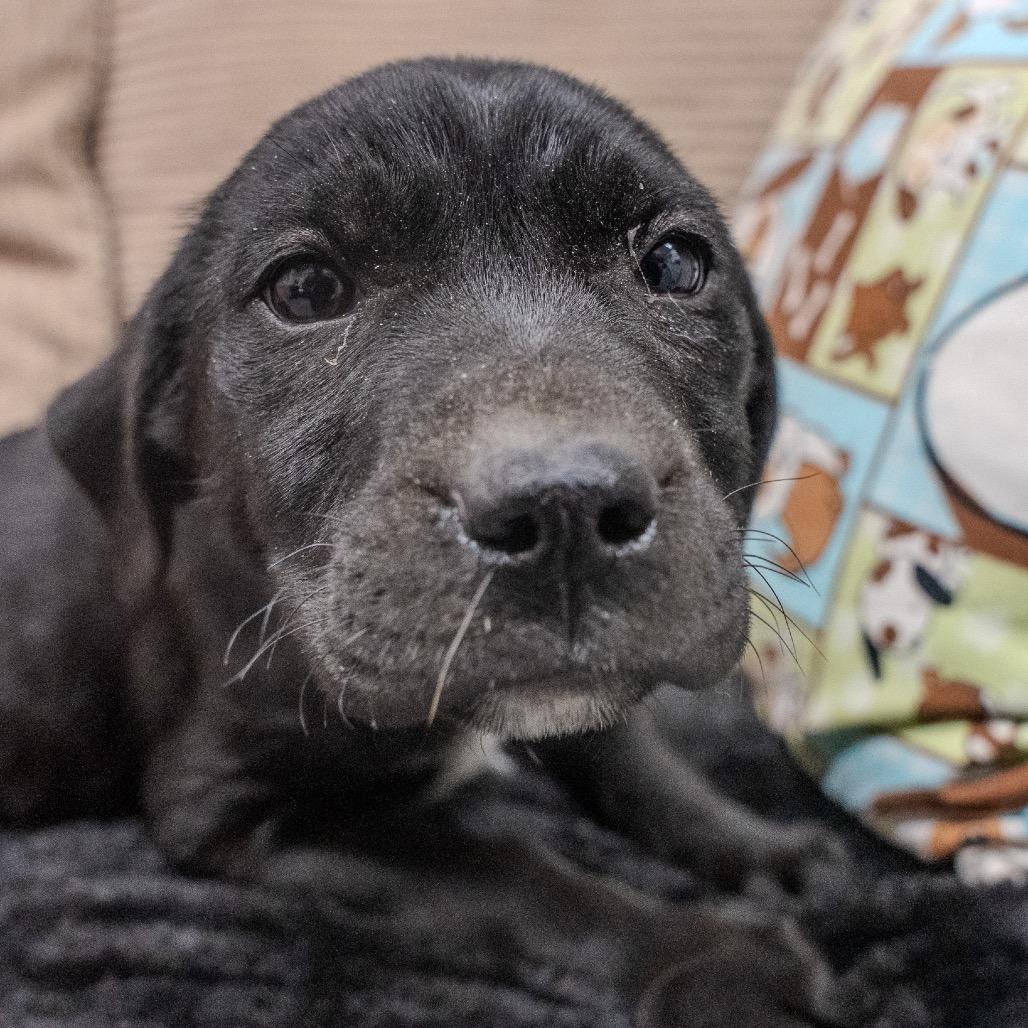 Enlarge Almond, a Adoptable mixed breed in Pawling, NY image 2/6