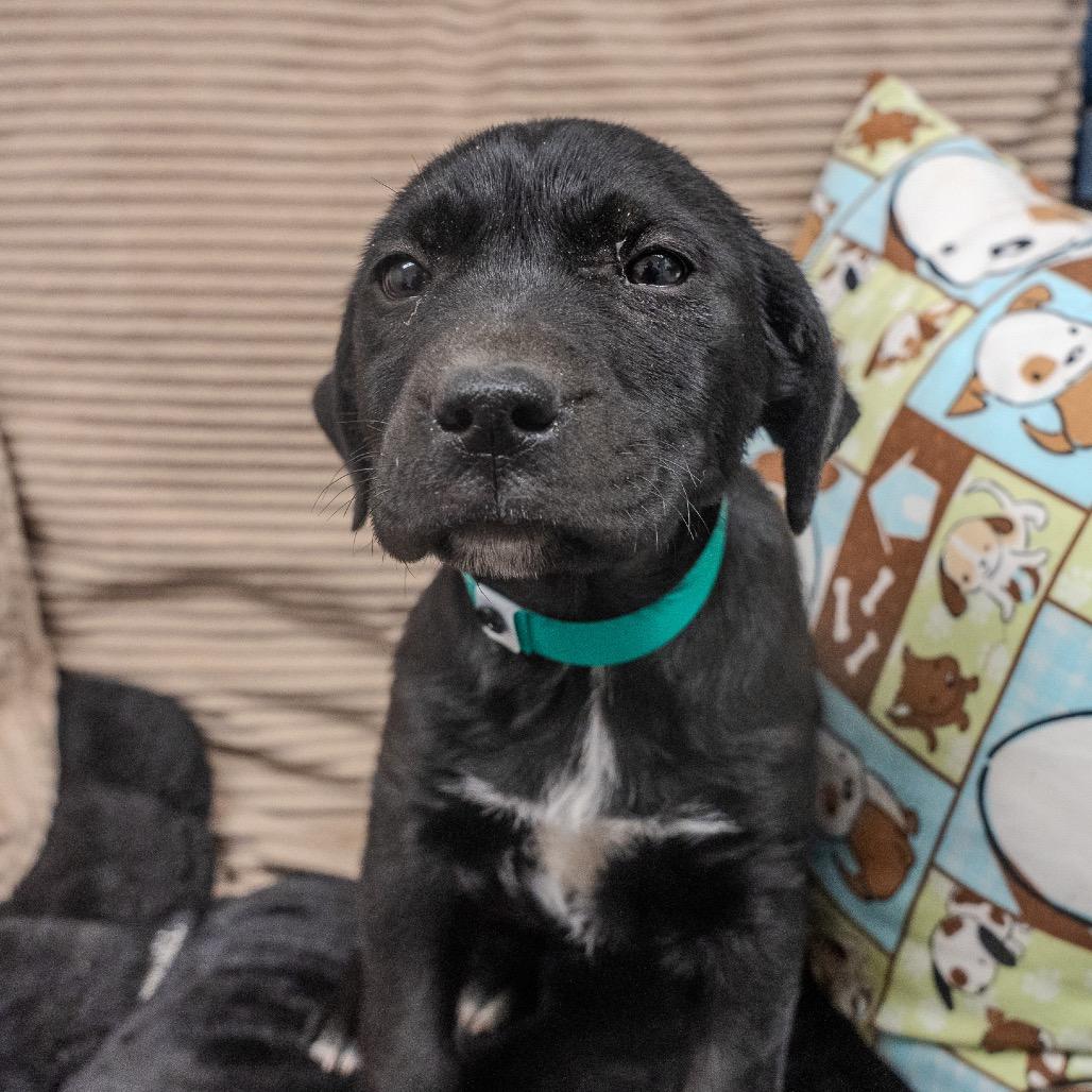 Enlarge Almond, a Adoptable mixed breed in Pawling, NY image 6/6