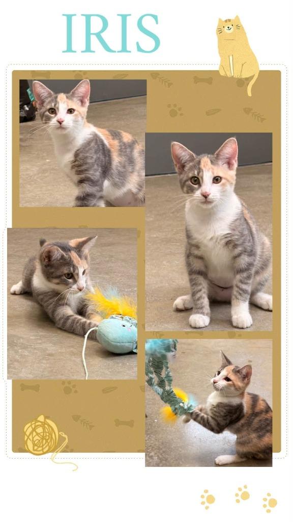 Iris, Adoptable, Kitten Female Calico.
