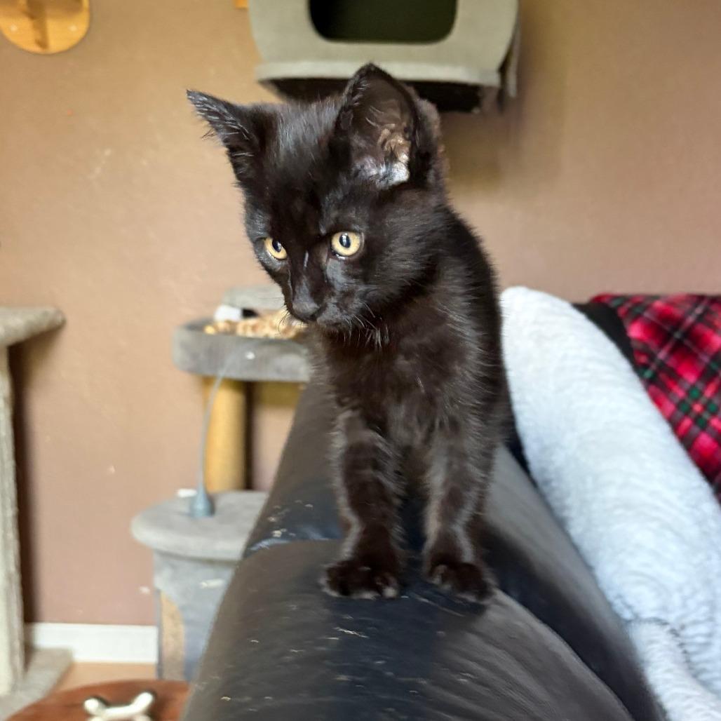 Midnite, Adoptable, Kitten Male Domestic Short Hair.