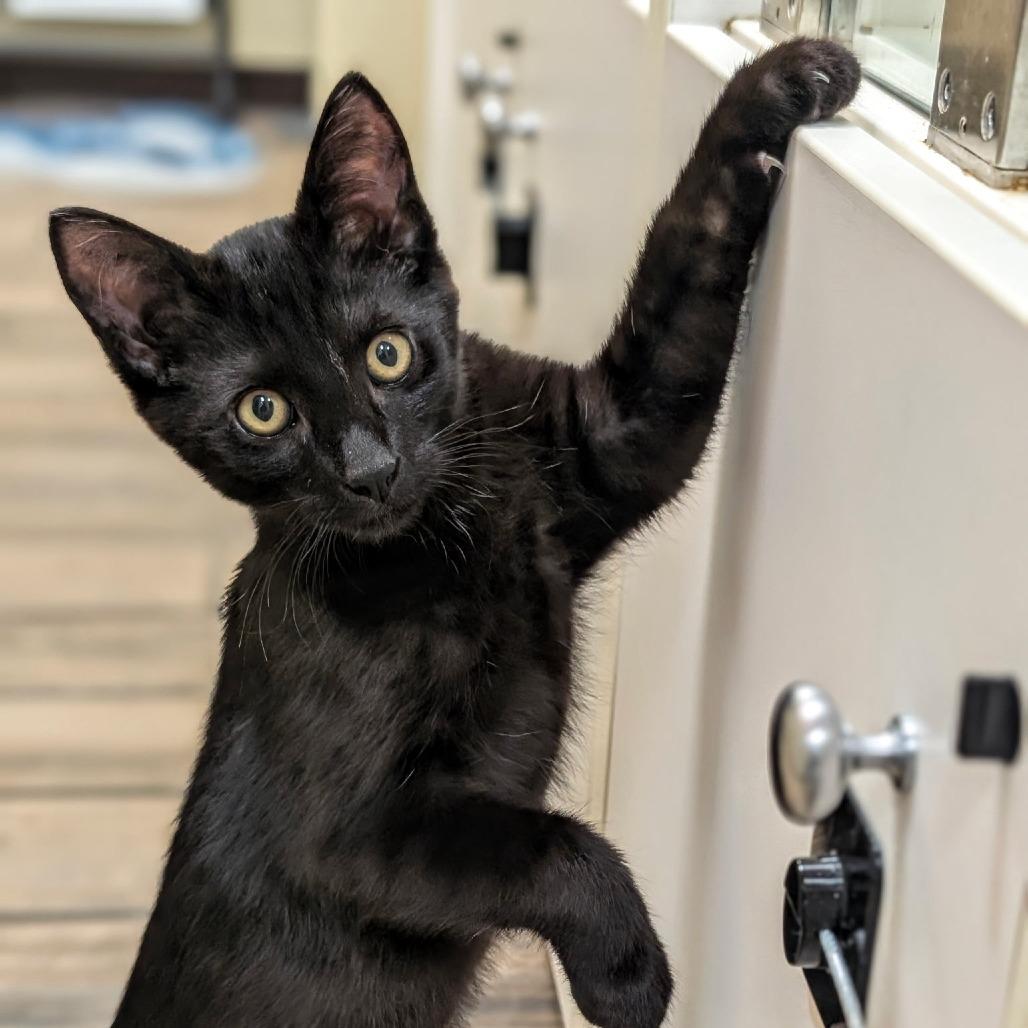 Midnite, a Adoptable Domestic Short Hair in Pleasanton, CA image 2/2