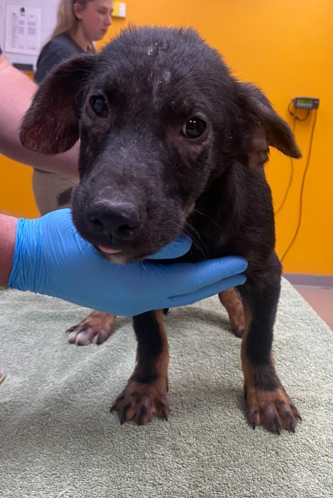 Toffee, Adoptable, Puppy Male Shepherd & Hound.