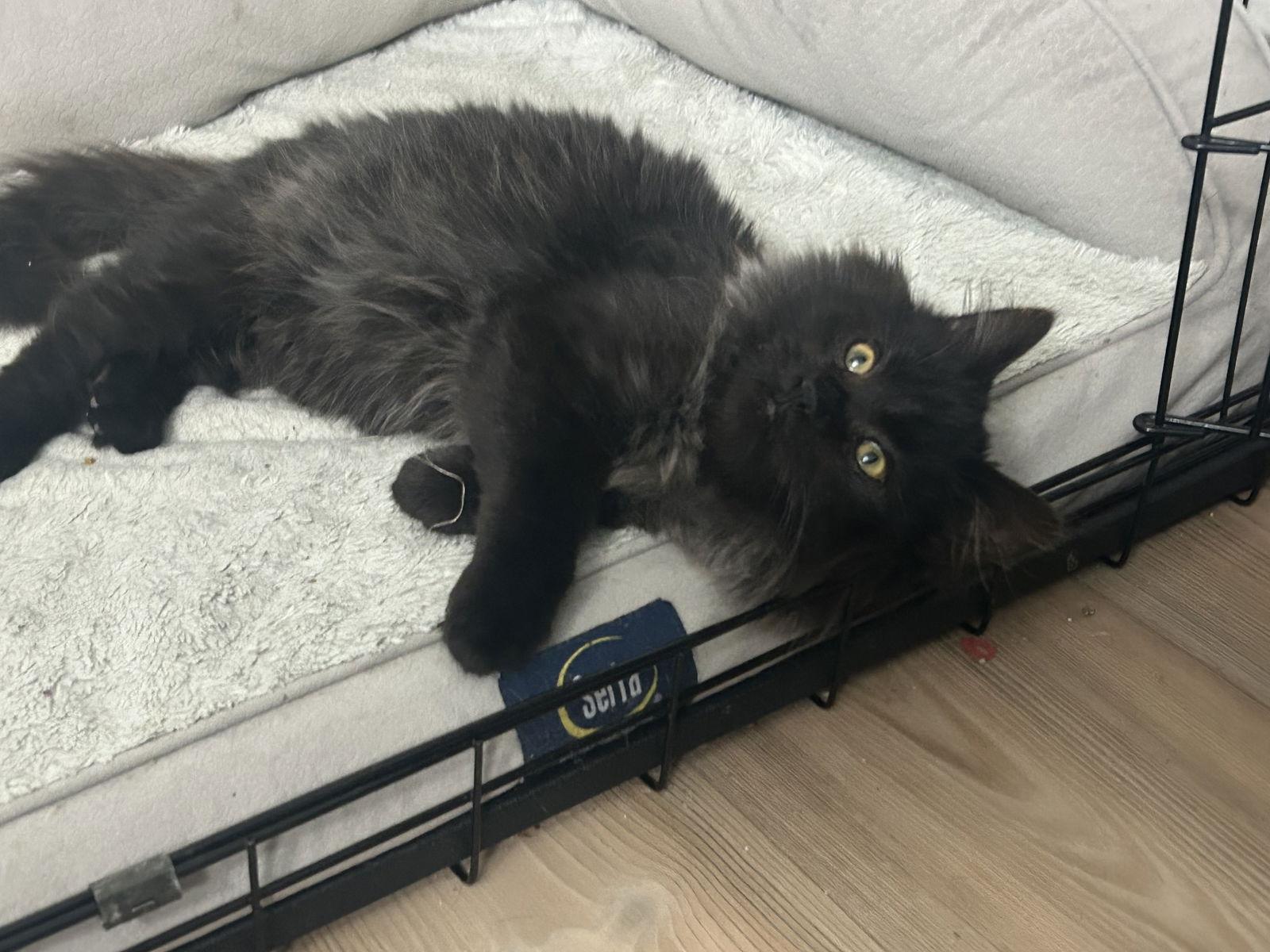 Jet, Adoptable, Kitten Male Maine Coon & Domestic Long Hair.