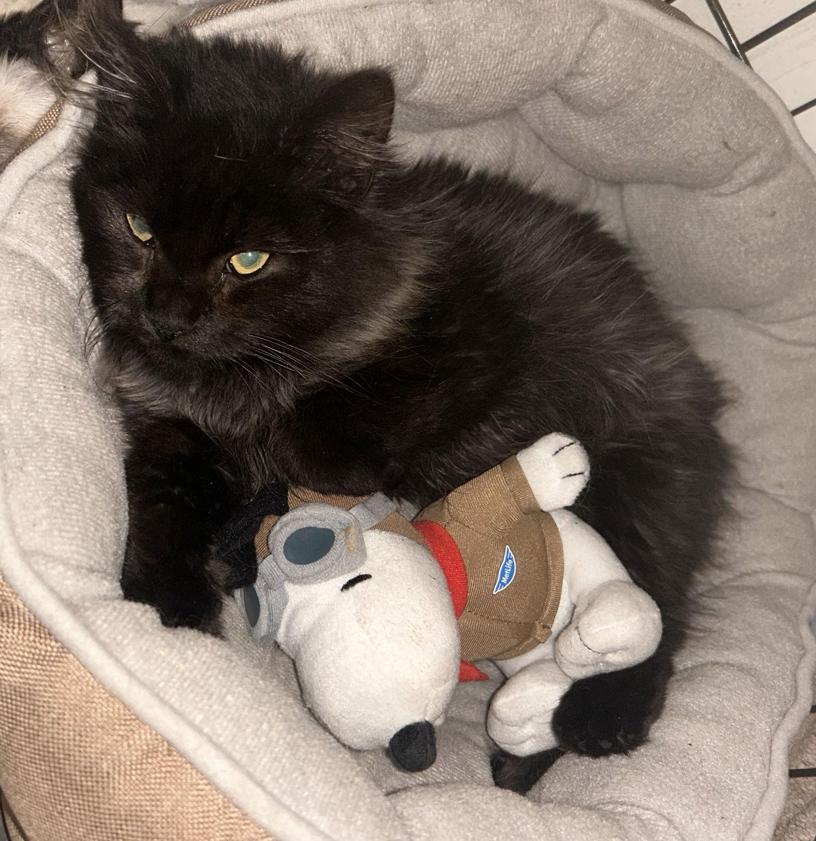 Enlarge Jet, a Adoptable mixed breed in Campbell, CA image 2/2