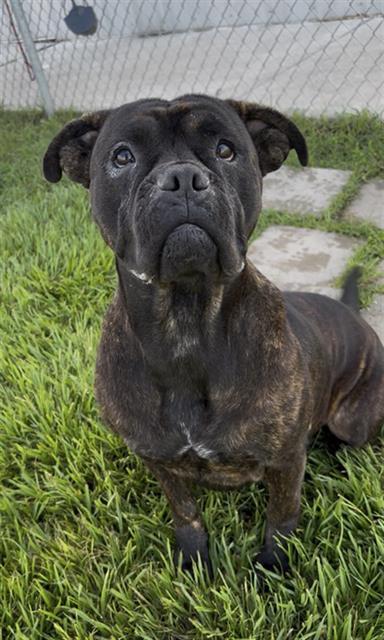 PEBBLE, Adoptable, Adult Female American Bulldog & Boxer.