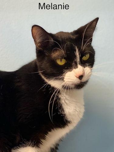 Melanie - Center, Adoptable, Adult Female Tuxedo.