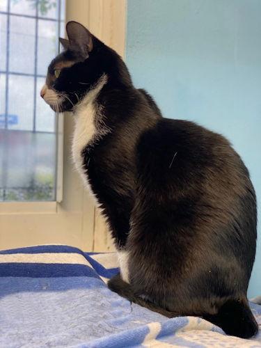 Melanie - Center, Adoptable, Adult Female Tuxedo.