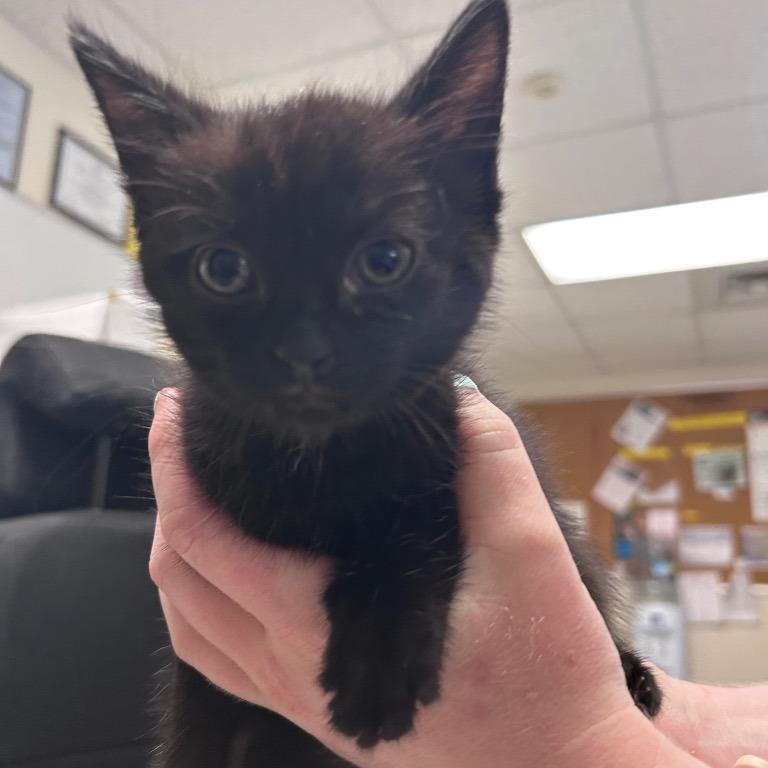 Enlarge Eight Mile, a Adoptable Domestic Medium Hair in Mount Gilead, NC image 1/1