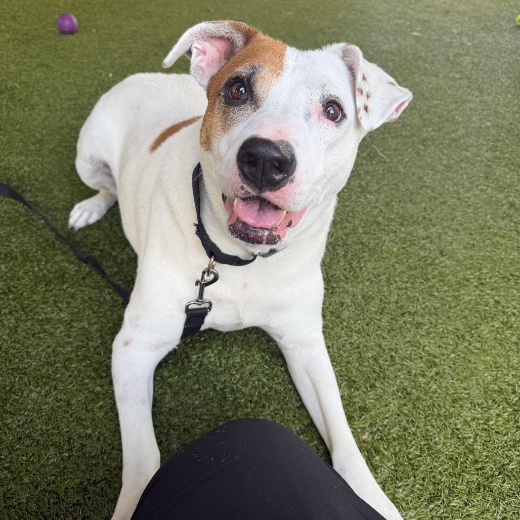 Sweet Potato, Adoptable, Adult Female Mixed Breed.