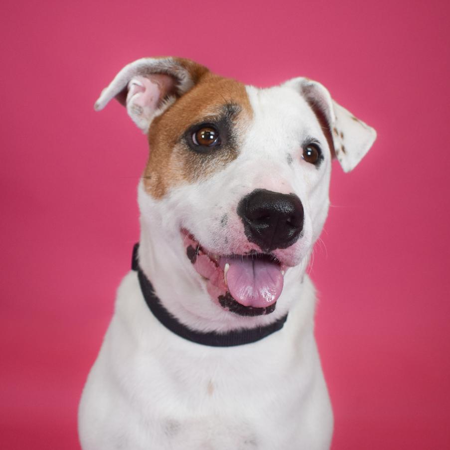 Sweet Potato, Adoptable, Adult Female Cattle Dog & American Bulldog.