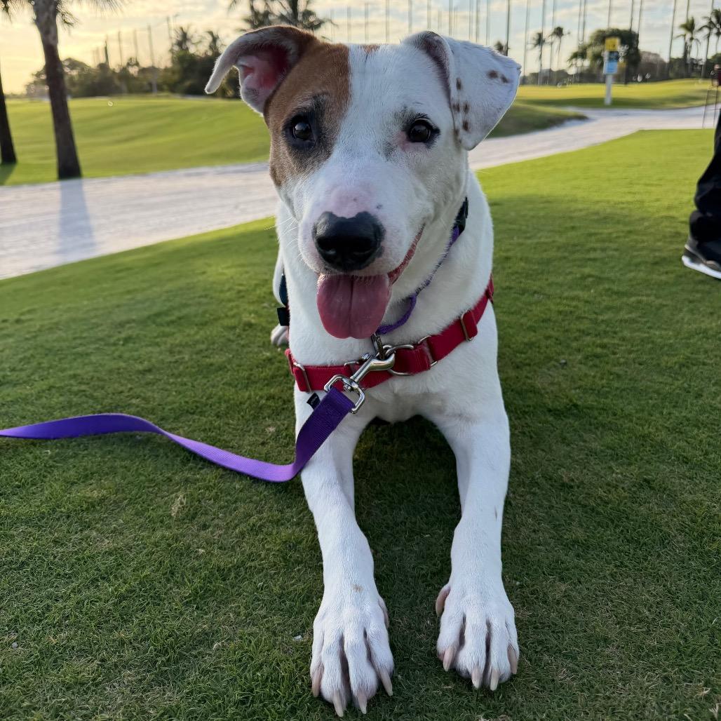 Enlarge Sweet Potato, a Adoptable mixed breed in West Palm Beach, FL image 2/6
