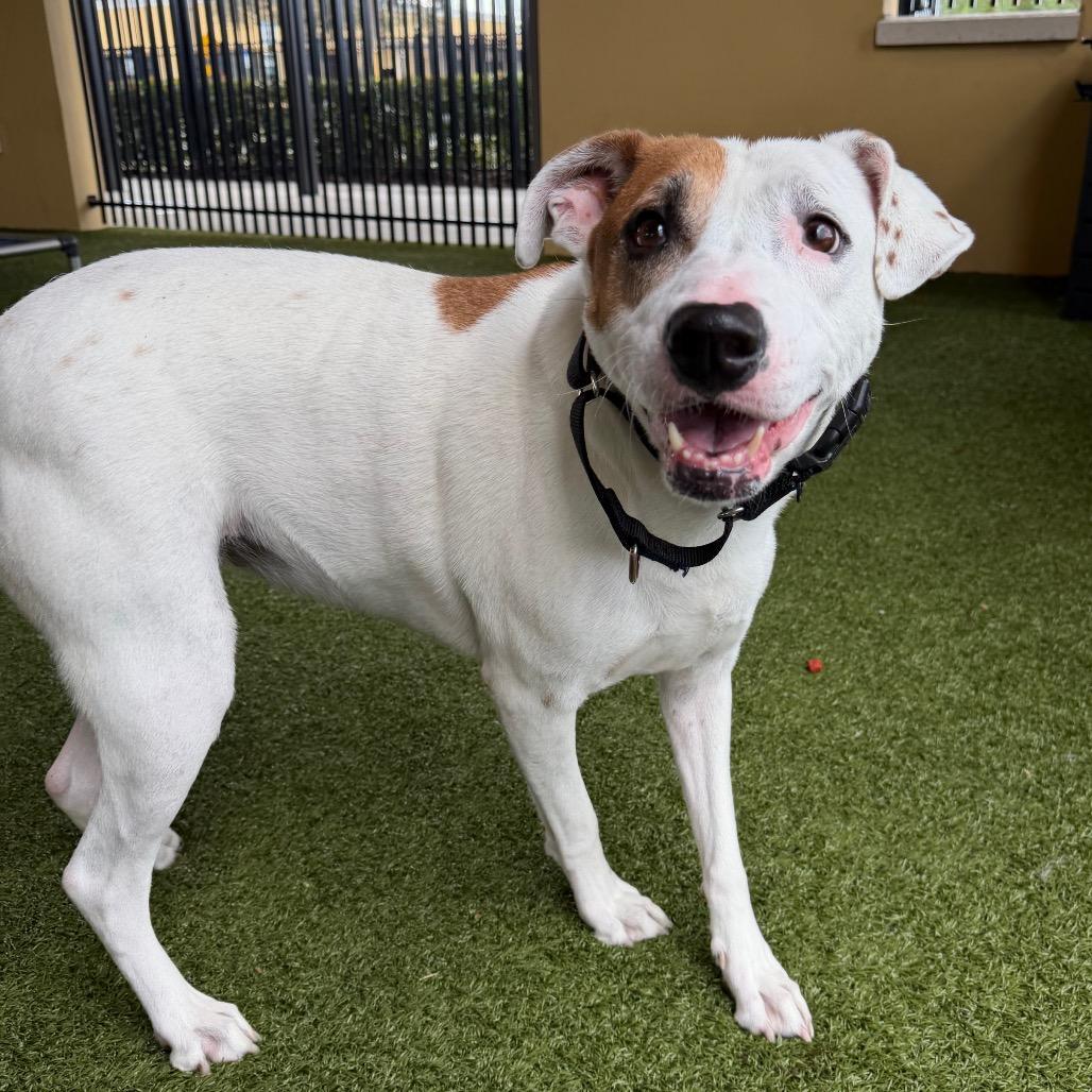 Enlarge Sweet Potato, a Adoptable Mixed Breed in West Palm Beach, FL image 3/6