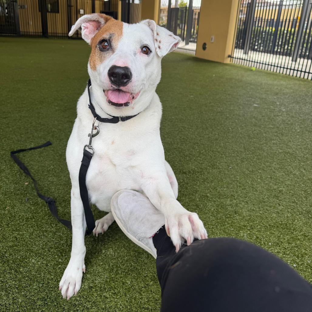 Enlarge Sweet Potato, a Adoptable Mixed Breed in West Palm Beach, FL image 4/6