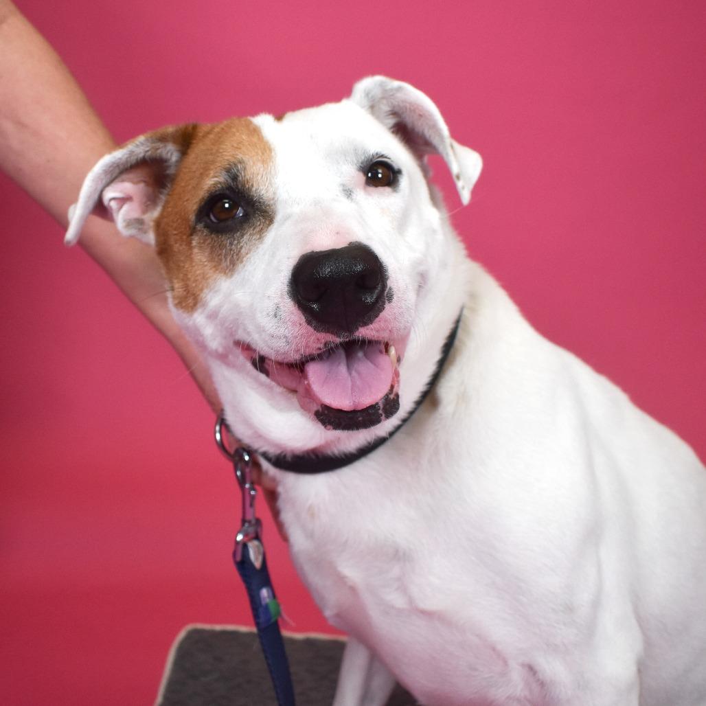 Enlarge Sweet Potato, a Adoptable Mixed Breed in West Palm Beach, FL image 5/6