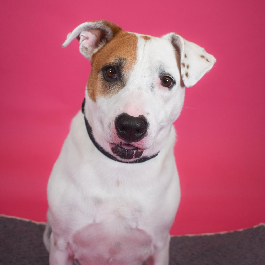 Enlarge Sweet Potato, a Adoptable Mixed Breed in West Palm Beach, FL image 6/6