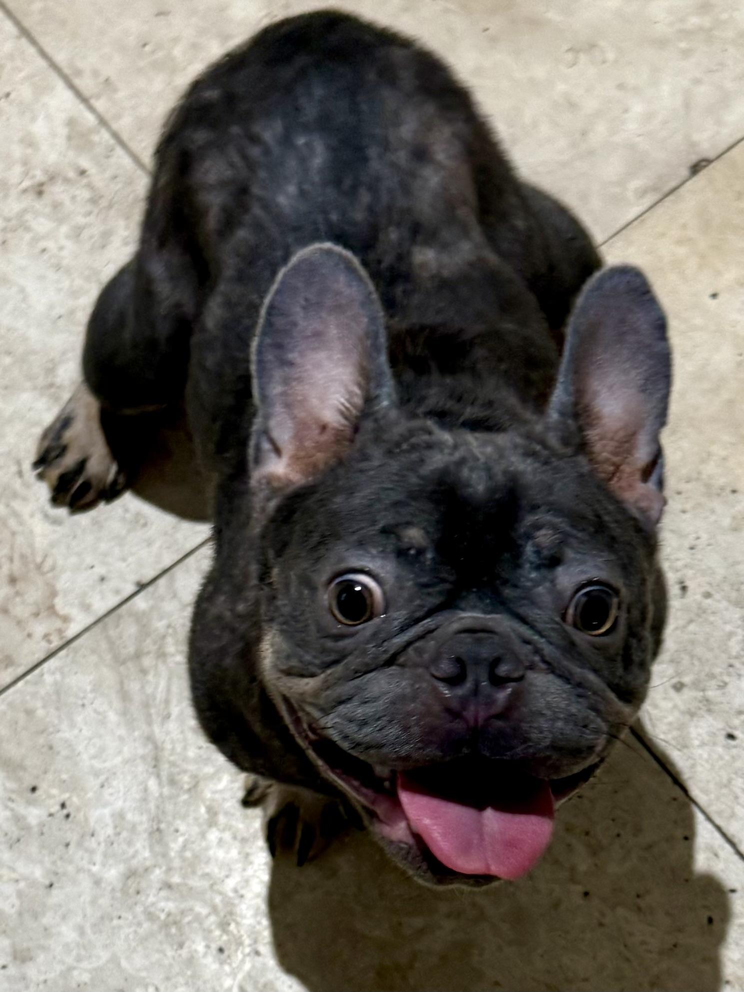 Enlarge Pepper Purebred French Bulldog Female, an adopted French Bulldog in Boca Raton, FL image 1/6