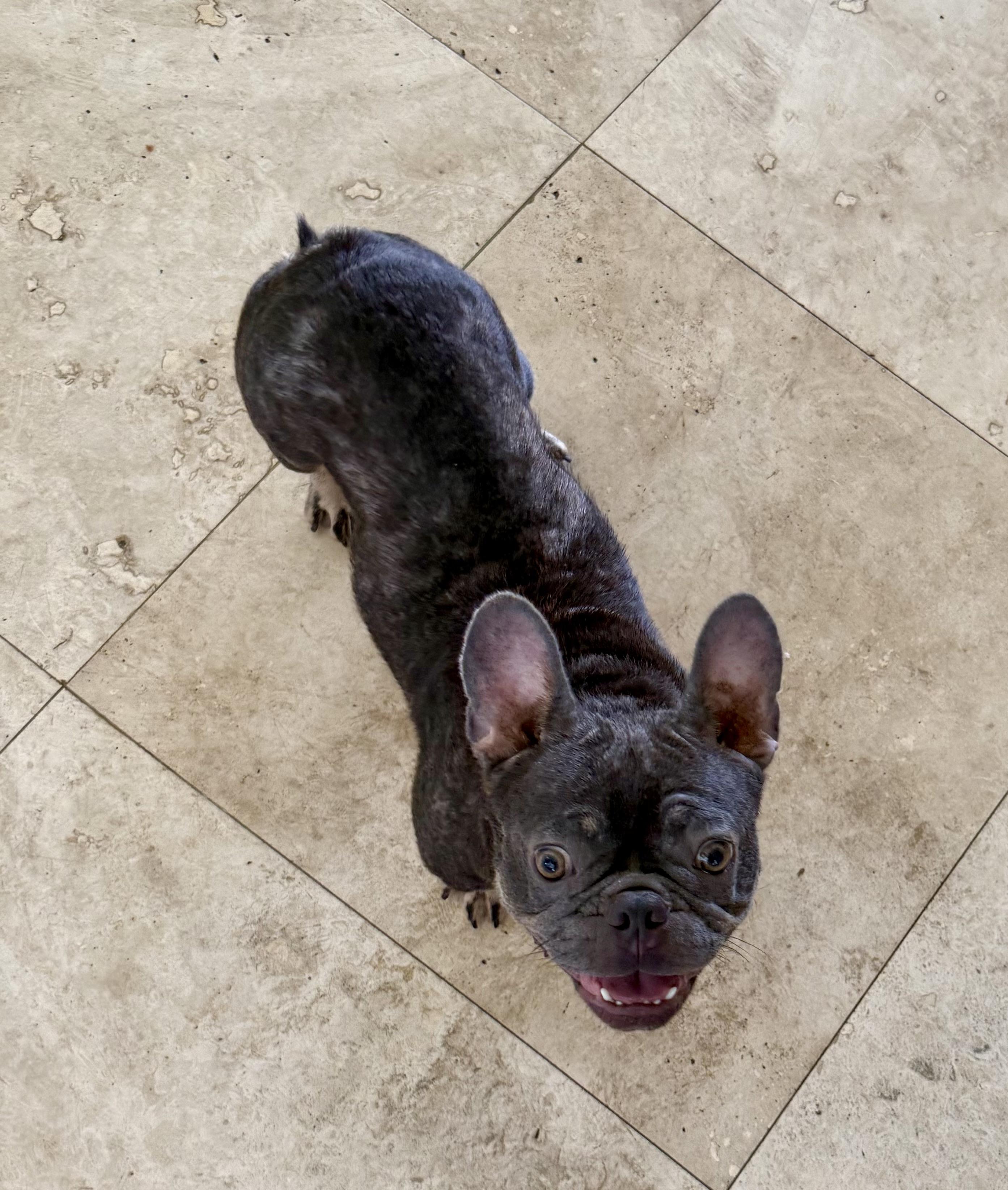 Enlarge Pepper Purebred French Bulldog Female, an adopted French Bulldog in Boca Raton, FL image 5/6