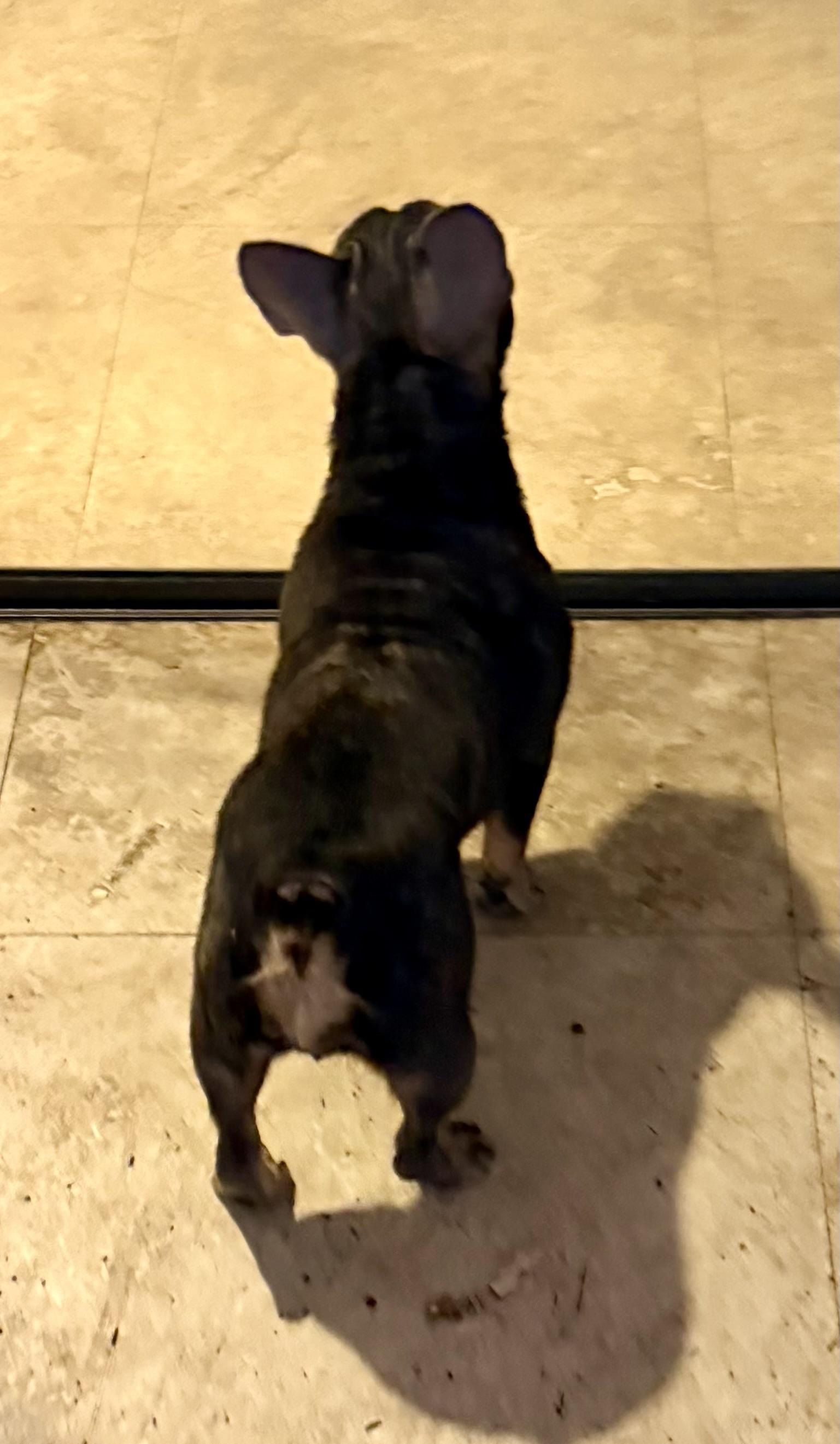 Enlarge Pepper Purebred French Bulldog Female, an adopted French Bulldog in Boca Raton, FL image 3/6