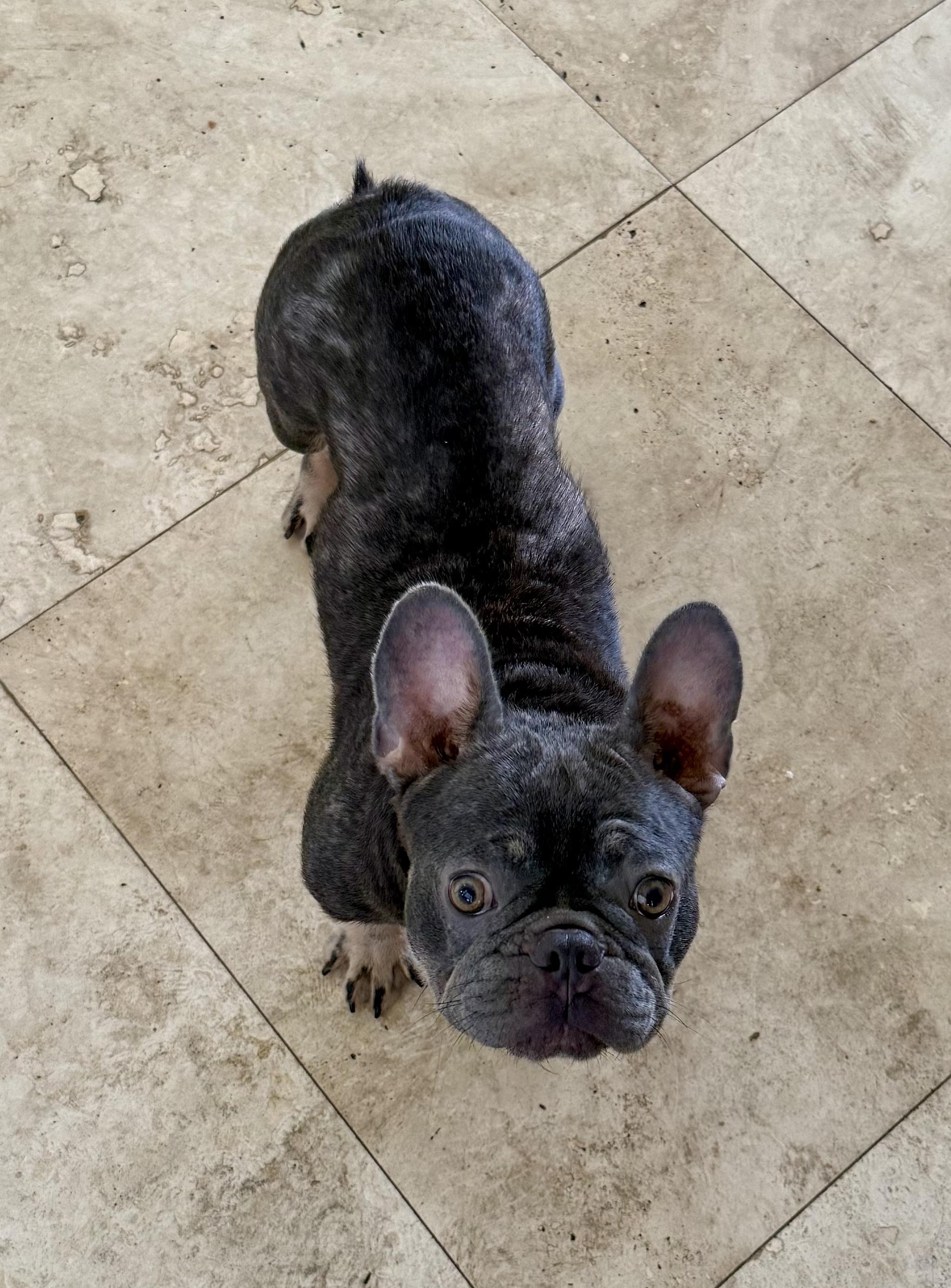 Enlarge Pepper Purebred French Bulldog Female, an adopted French Bulldog in Boca Raton, FL image 2/6