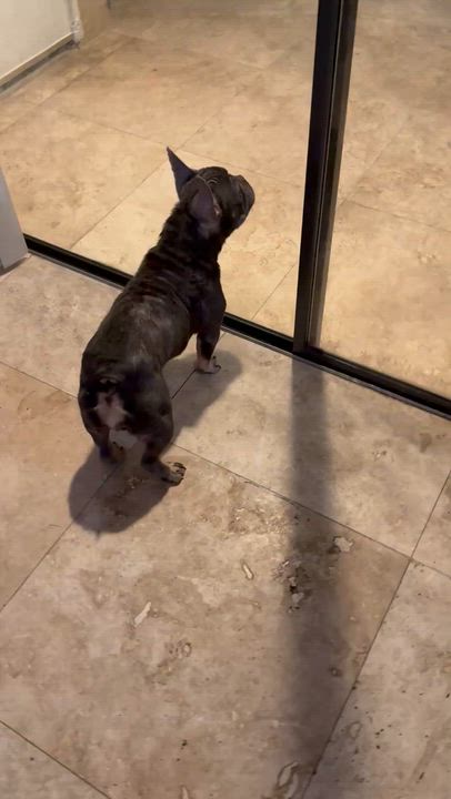 Enlarge Pepper Purebred French Bulldog Female, an adopted French Bulldog in Boca Raton, FL video 6/6