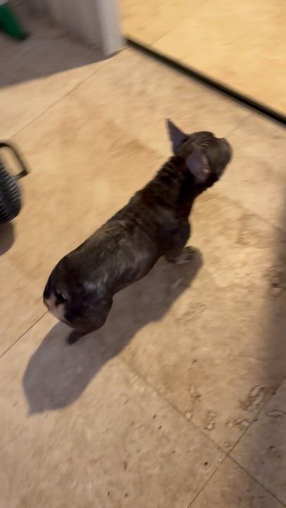 Enlarge Pepper Purebred French Bulldog Female, an adopted French Bulldog in Boca Raton, FL video 4/6