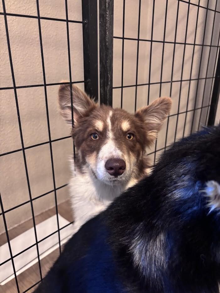 Enlarge Stetson, a Adoptable Husky in renton, WA image 1/6