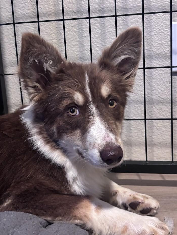 Enlarge Stetson, a Adoptable Husky in renton, WA image 2/6