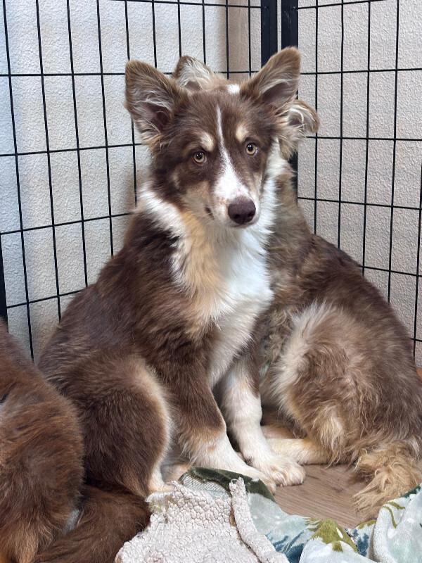 Enlarge Stetson, a Adoptable Husky in renton, WA image 3/6