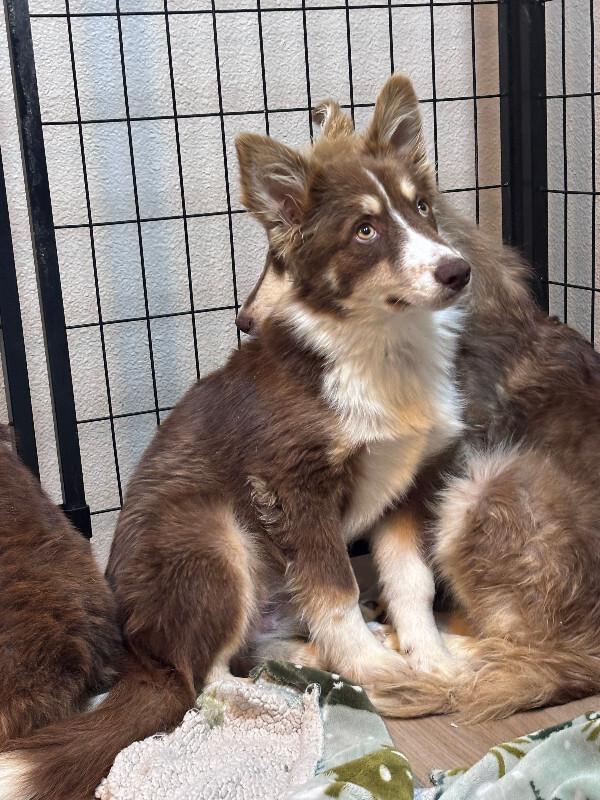 Enlarge Stetson, a Adoptable Husky in renton, WA image 4/6