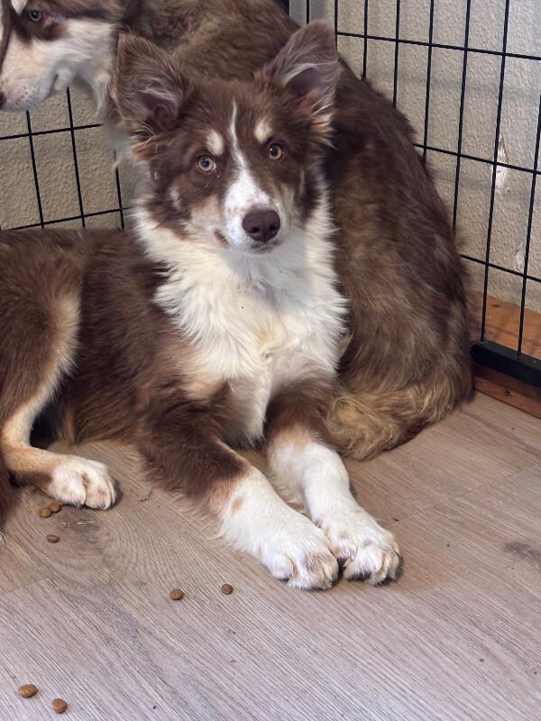 Enlarge Stetson, a Adoptable Husky in renton, WA image 5/6