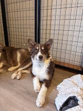 Enlarge Stetson, a Adoptable Husky in renton, WA image 6/6