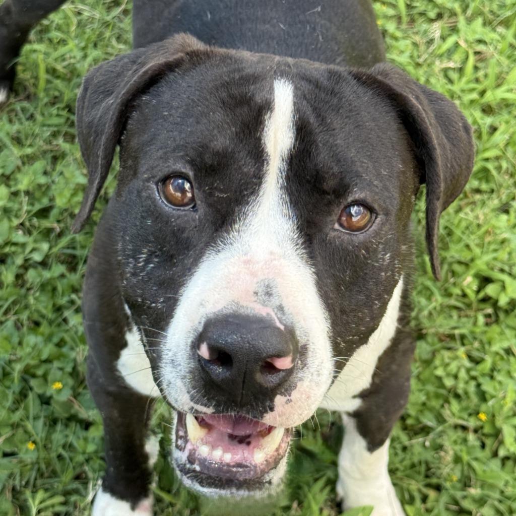 Monty, Adoptable, Young Male Labrador Retriever & Mixed Breed.