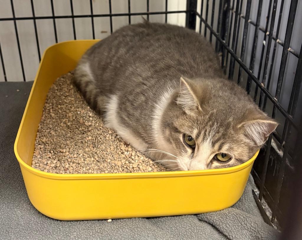 Large #3 with Fries, Adoptable, Kitten Female Domestic Medium Hair.