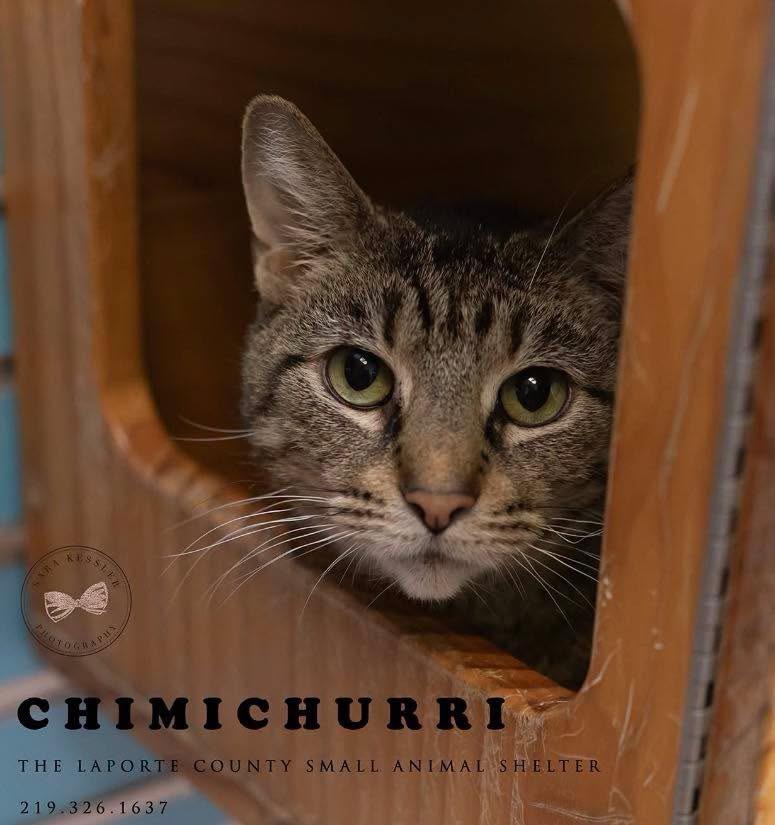 Chimichurri, Adoptable, Senior Female Domestic Short Hair.