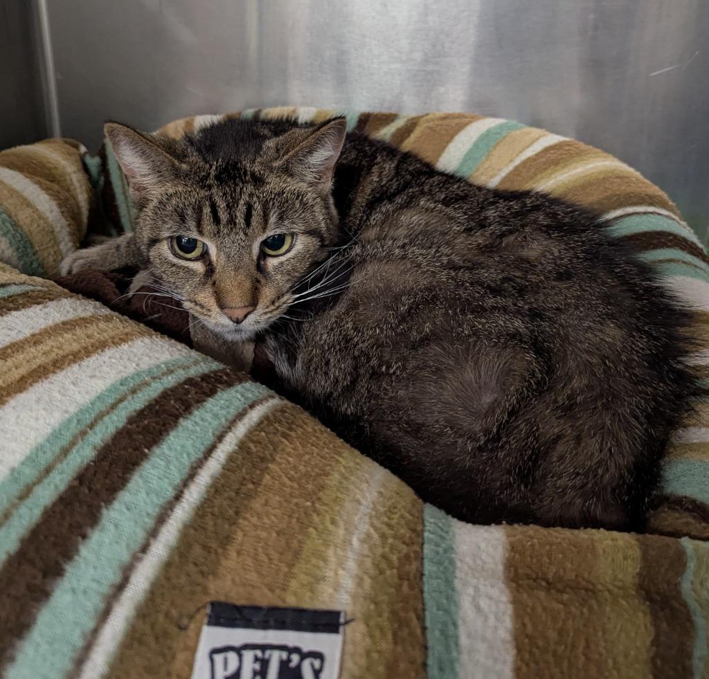 Enlarge Chimichurri, a Adoptable mixed breed in La Porte, IN image 1/1