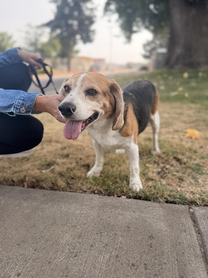 Cooper, adopted, Senior Male Beagle.