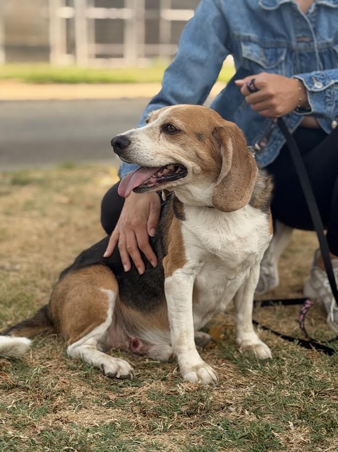 Enlarge Cooper, an adopted Beagle in Oakdale, CA image 3/3