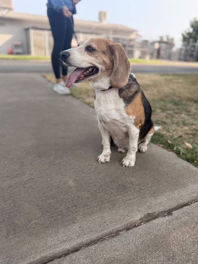 Enlarge Cooper, an adopted Beagle in Oakdale, CA image 2/3