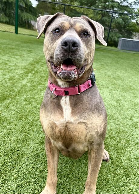 MADEA, Adoptable, Adult Female Pit Bull Terrier & Mixed Breed.