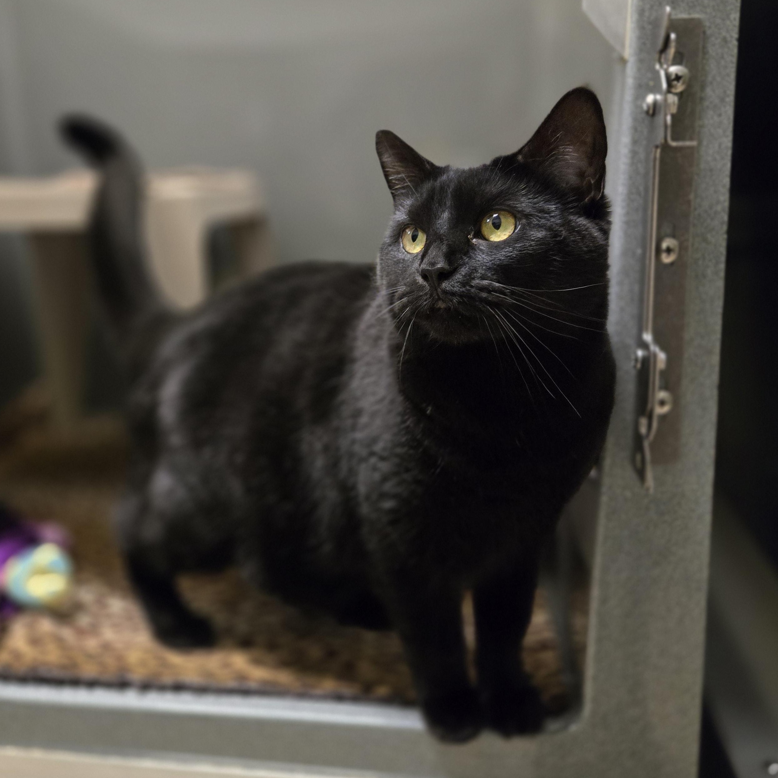 Oklahoma, an adoptable Domestic Short Hair in Paris, ME, 04271 | Photo Image 1
