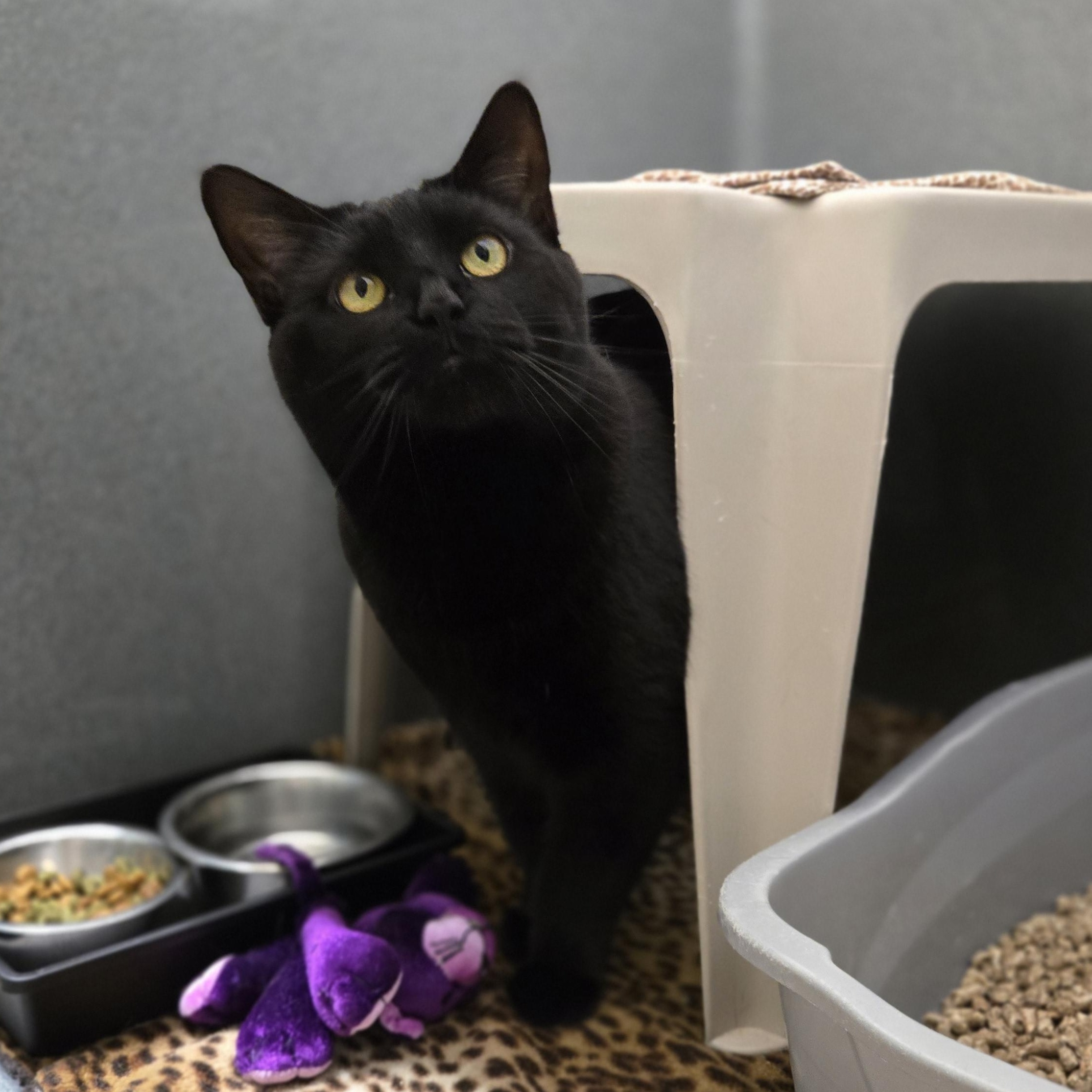 Oklahoma, an adoptable Domestic Short Hair in Paris, ME, 04271 | Photo Image 4