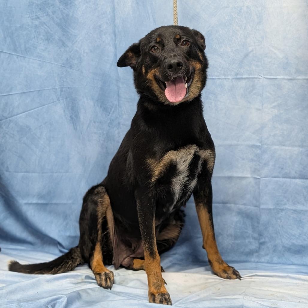 Olive, Adoptable, Adult Female Shepherd & Rottweiler.