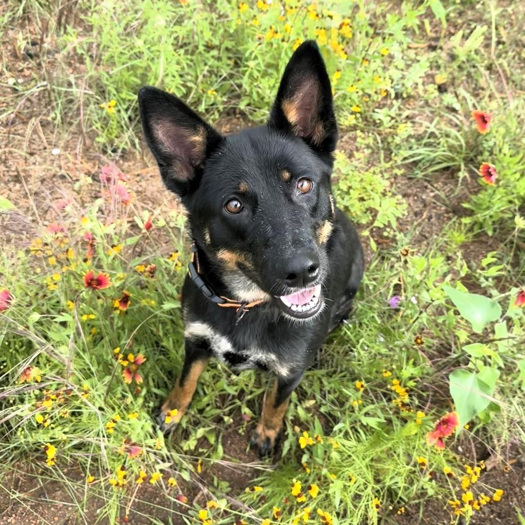 Enlarge Olive, a Adoptable mixed breed in Buchanan Dam, TX image 2/4
