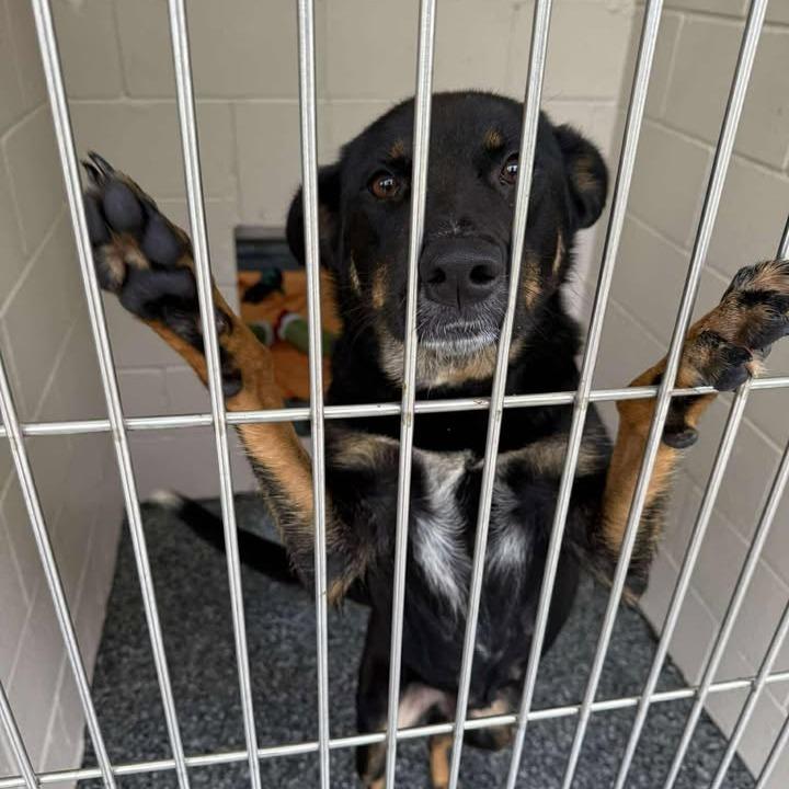 Enlarge Olive, a Adoptable mixed breed in Buchanan Dam, TX image 3/4